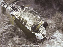 Smoth Trunkfish by Ryan Marchese 